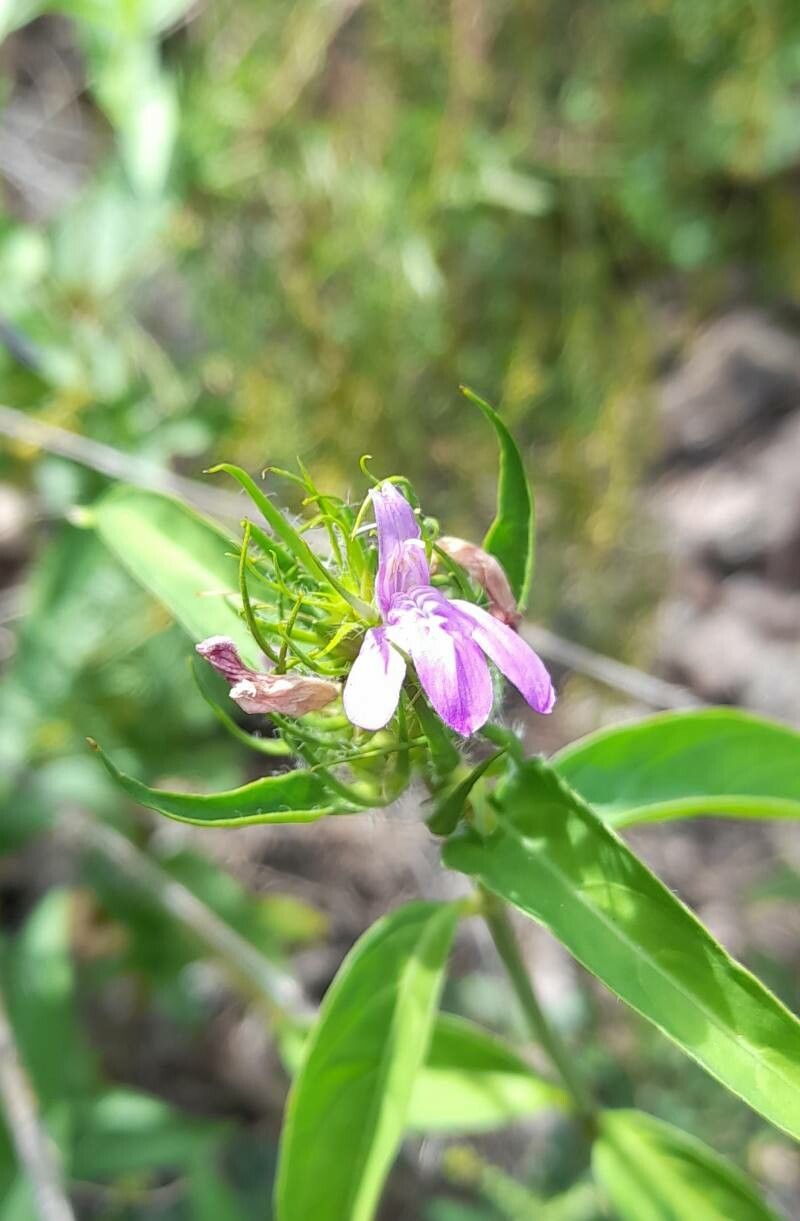 Justicia squarrosa — houseplant care guide