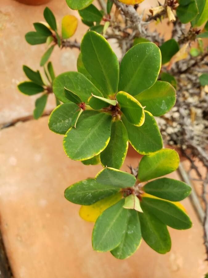 Euphorbia bulbispina leaf