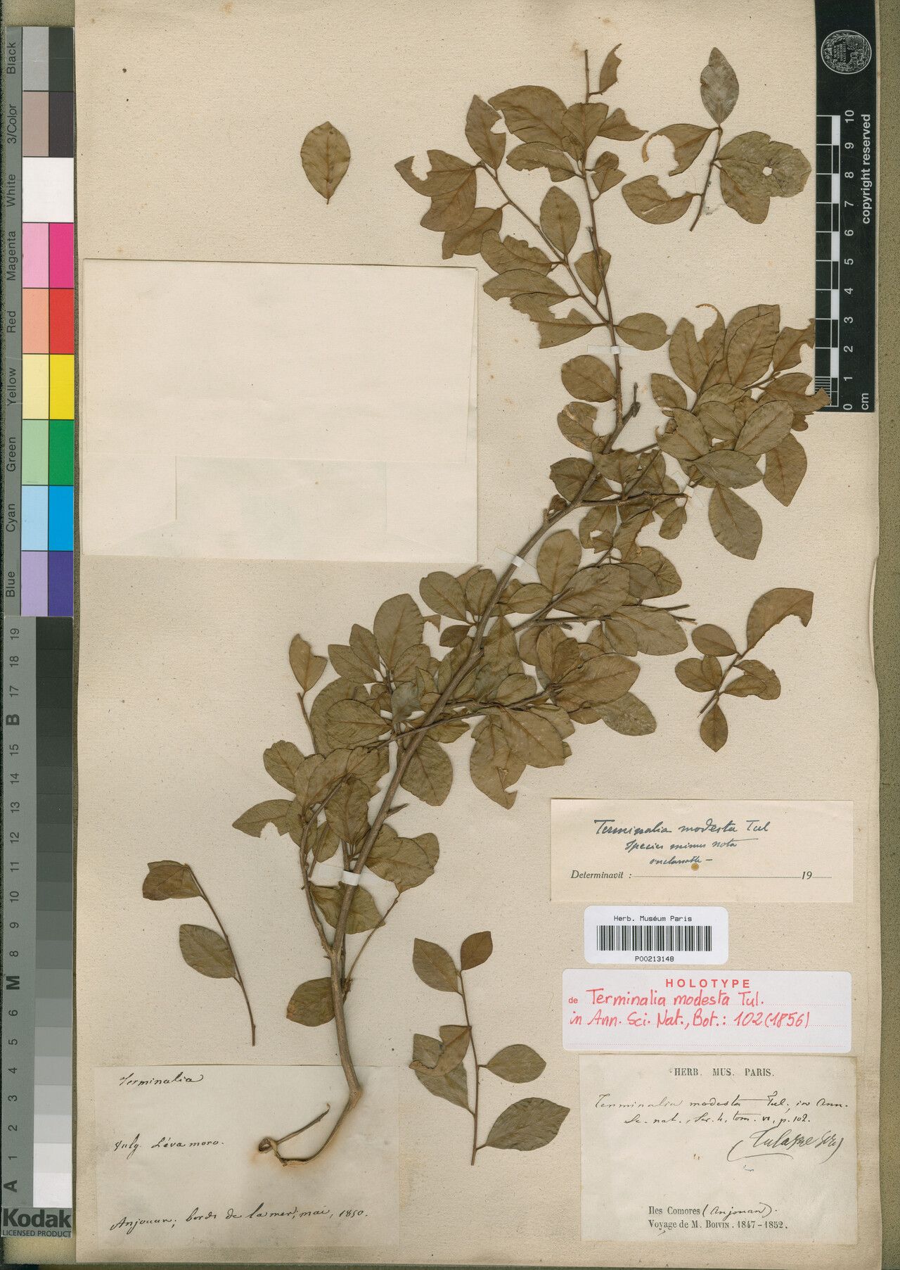 Terminalia modesta — houseplant care guide