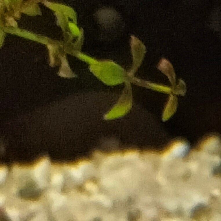 Micranthemum micranthemoides leaf