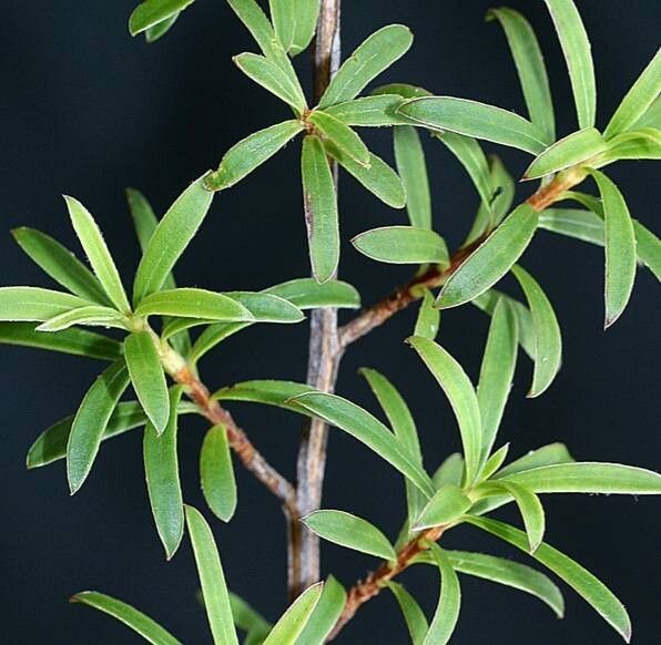 Kunzea ericoides — houseplant care guide