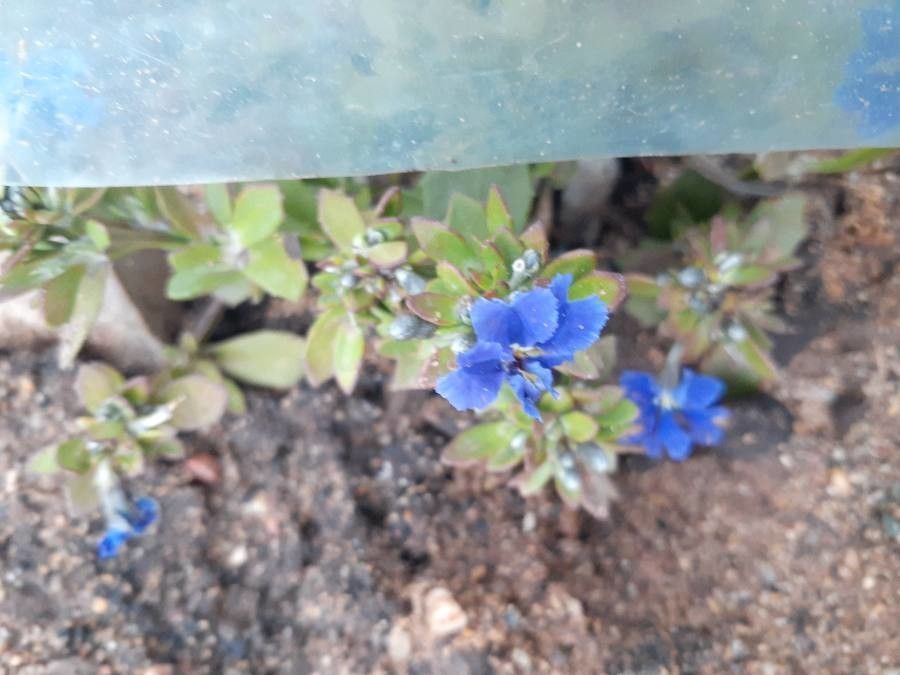 Dampiera fasciculata — related species from the same genus