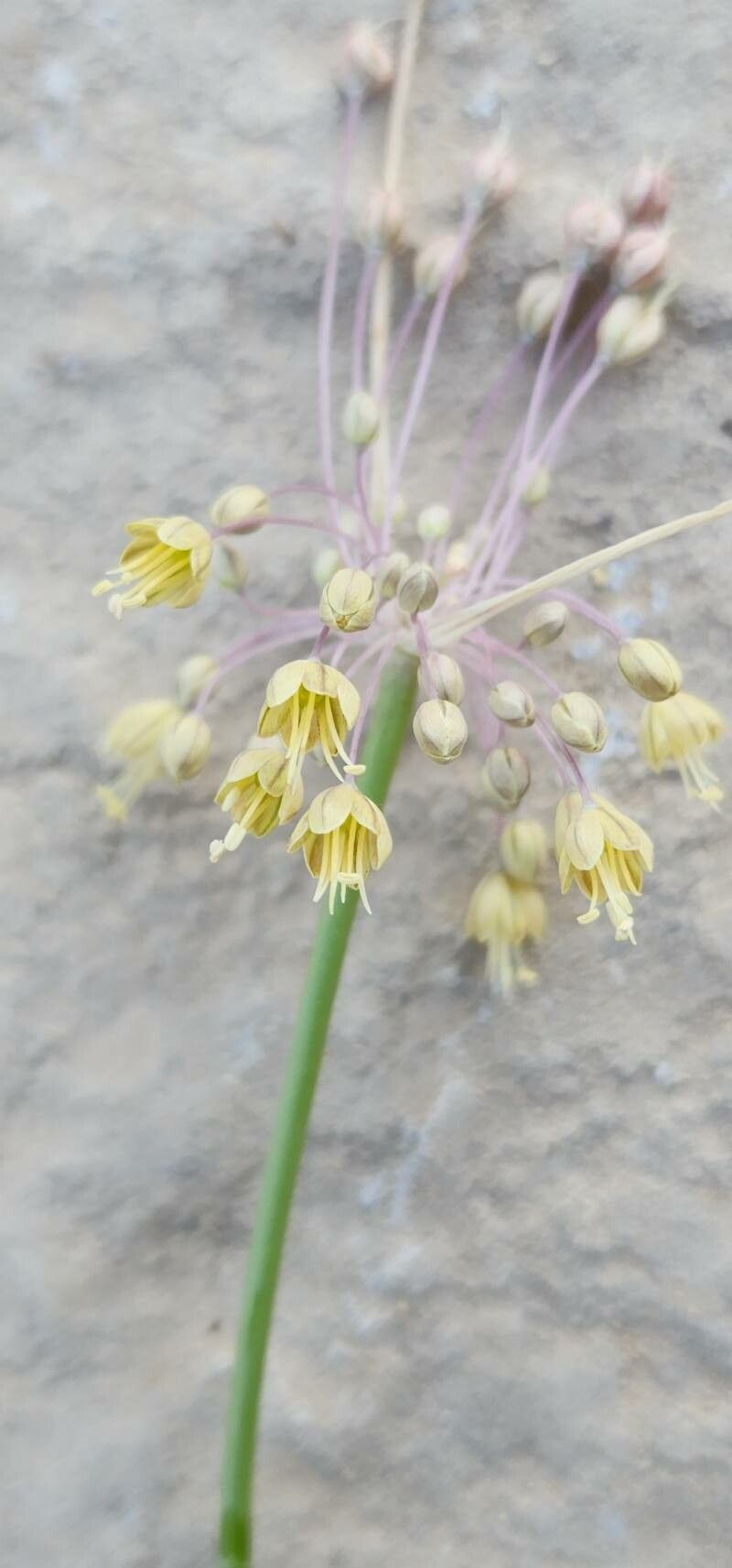 Allium stamineum flower