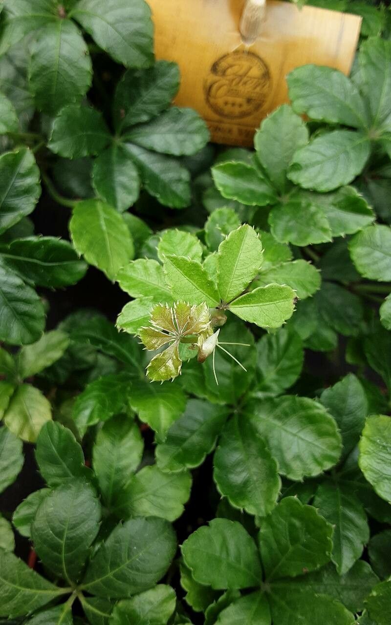Clematicissus striata flower