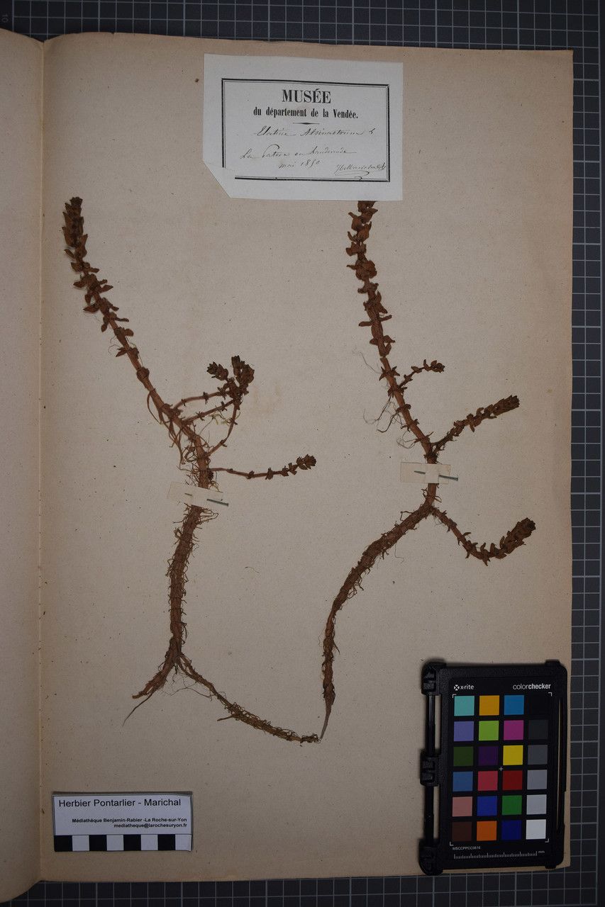 Elatine alsinastrum other