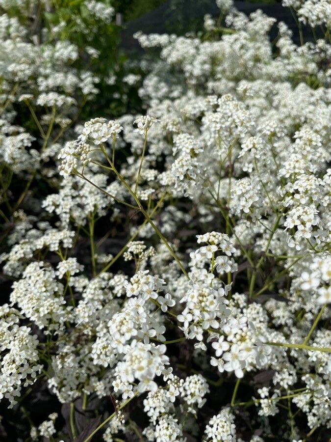 Peltaria alliacea flower
