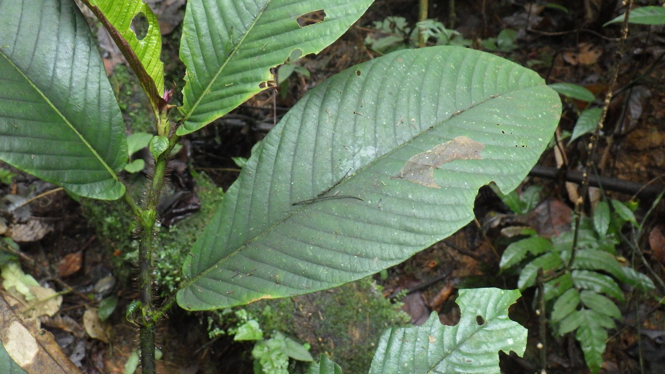 Sabicea sciaphilantha — houseplant care guide