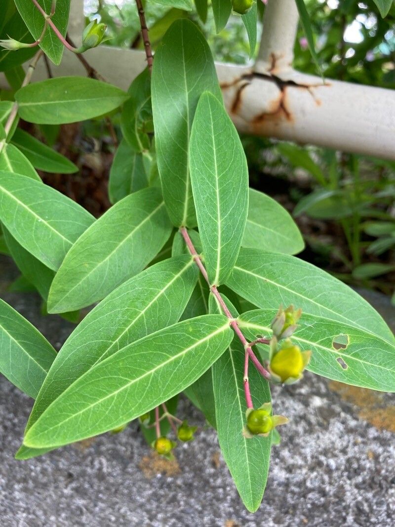 Hypericum monogynum — search result for 'Hypericum'