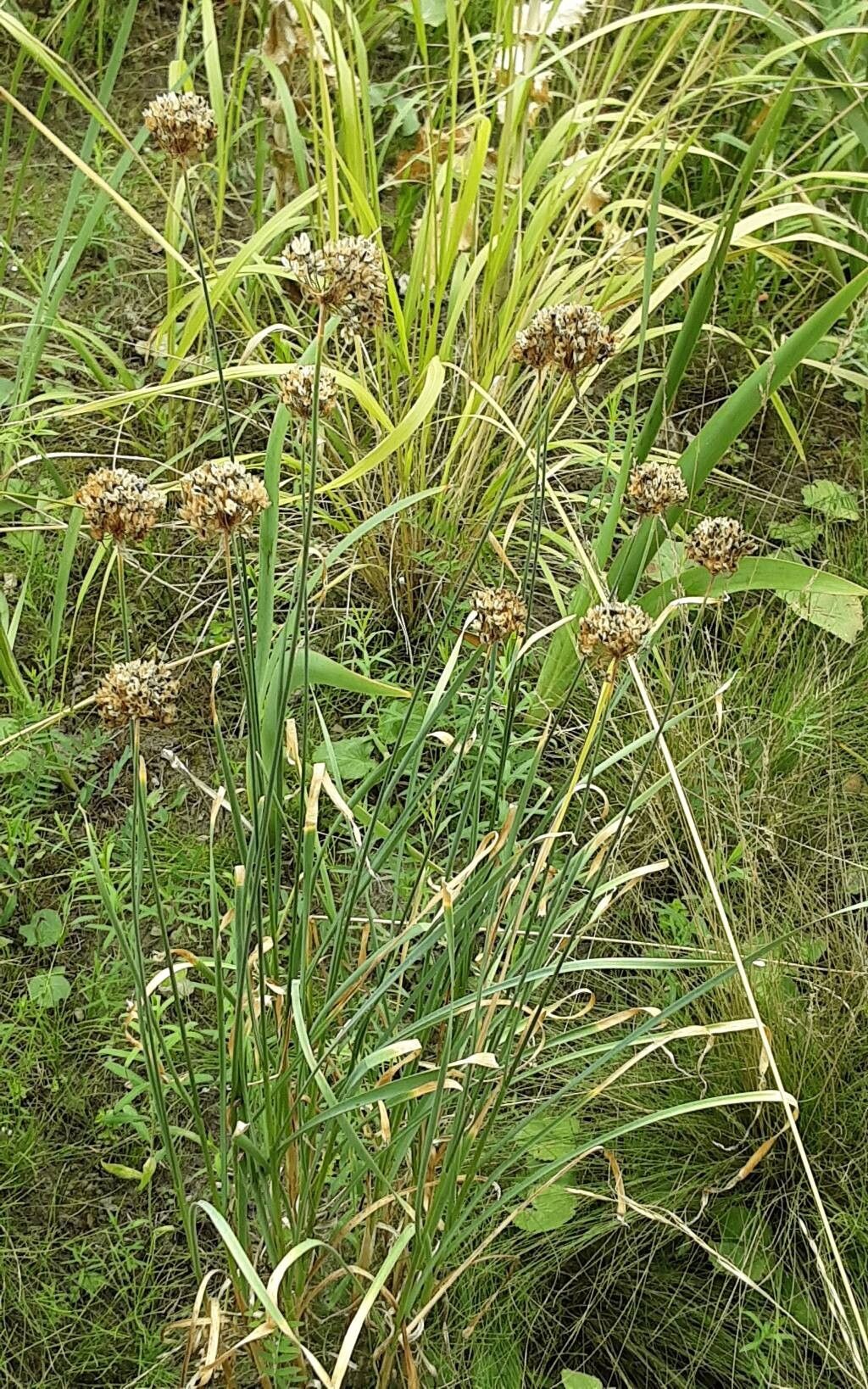 Allium hymenorhizum — houseplant care guide