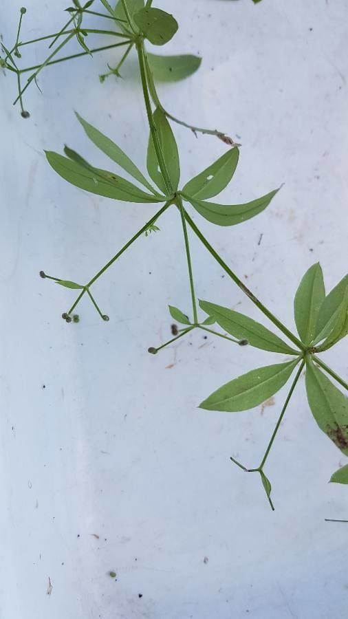 Galium triflorum fruit