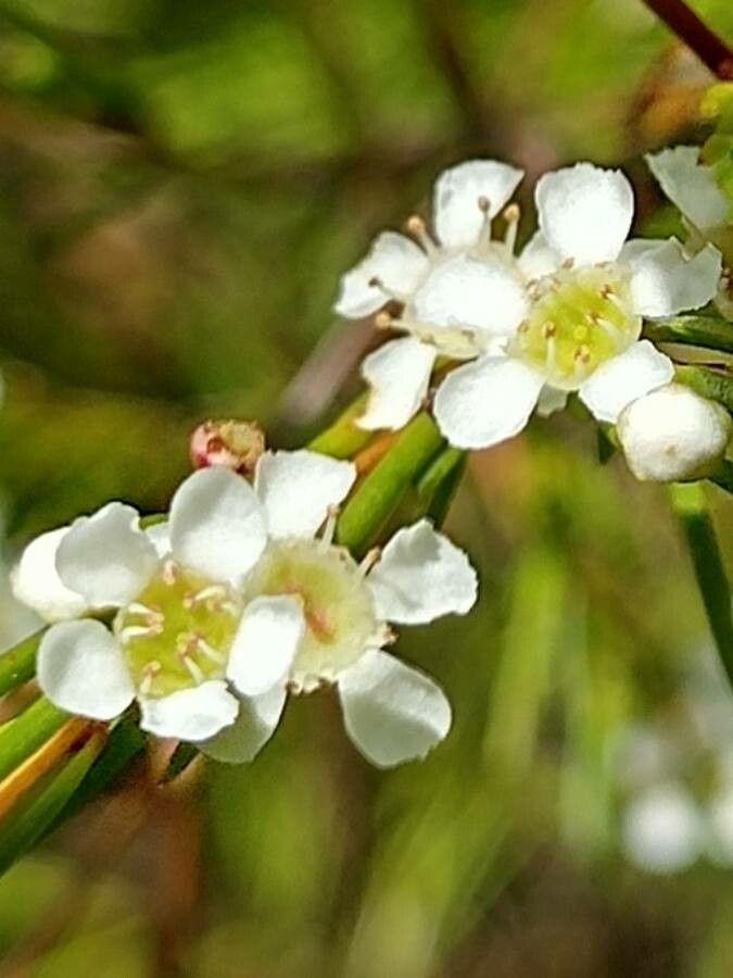 Baeckea linifolia flower