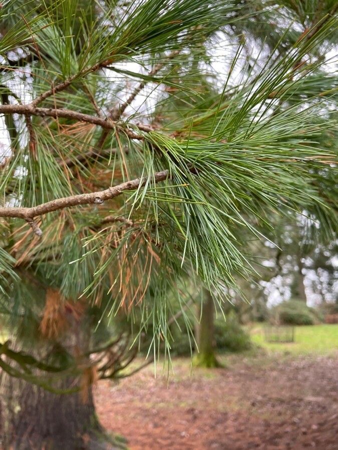 Pinus peuce — search result for 'Albania'
