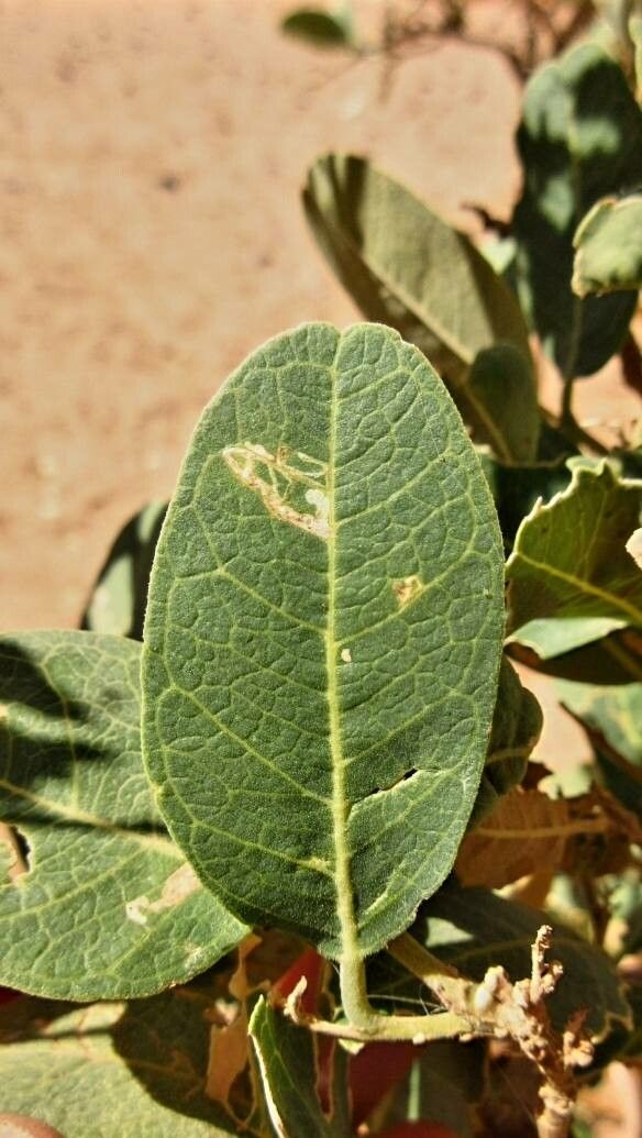Boscia senegalensis leaf