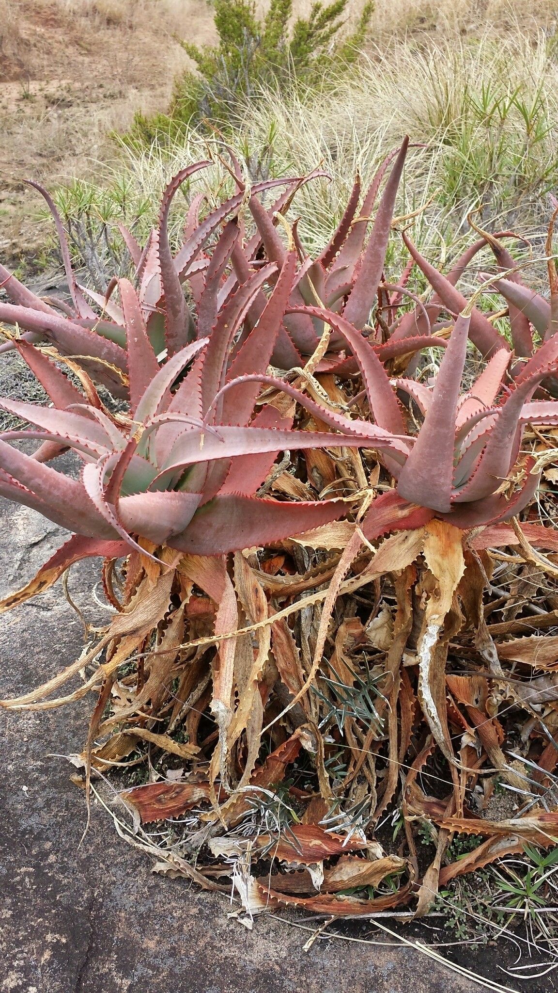 Aloe newtonii — houseplant care guide