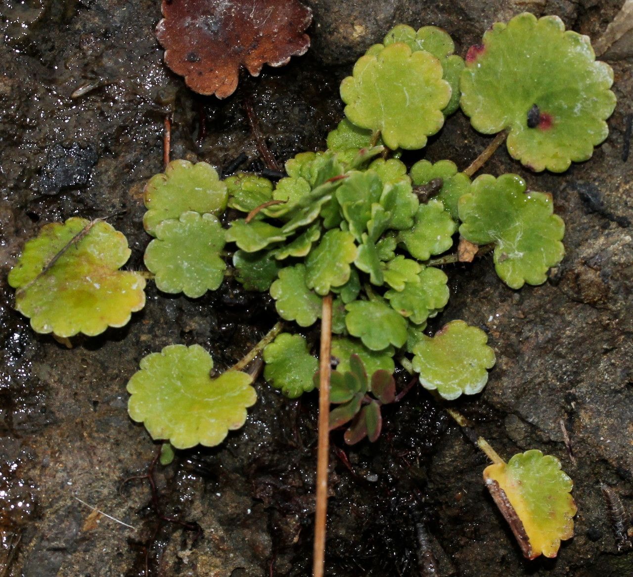 Saxifraga × geum habit