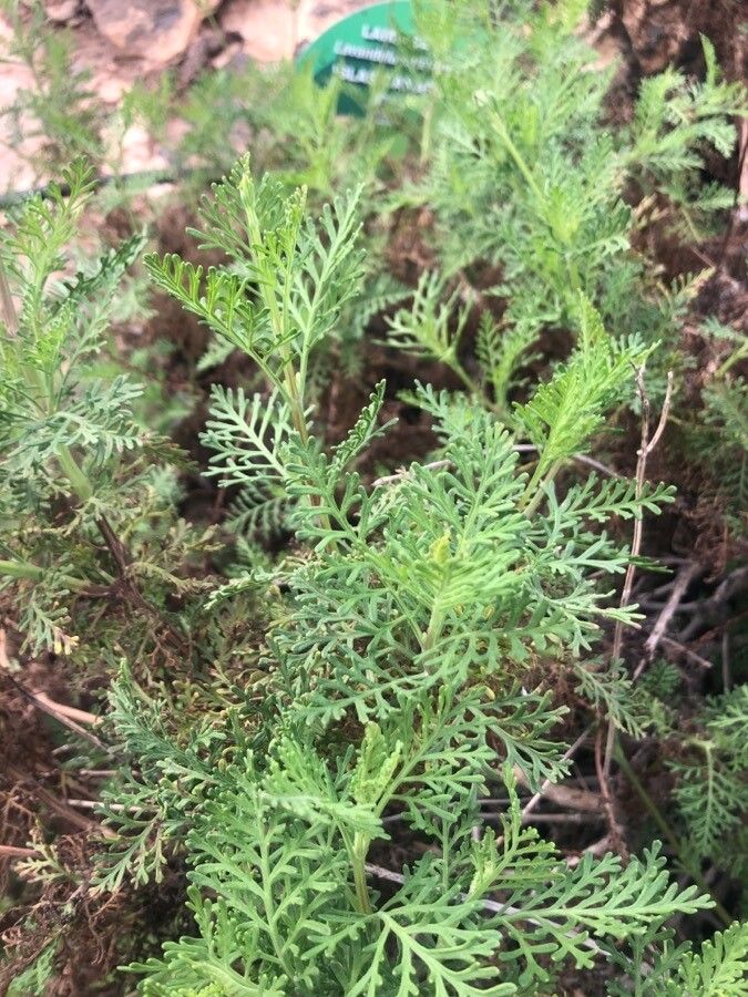 Lavandula canariensis leaf