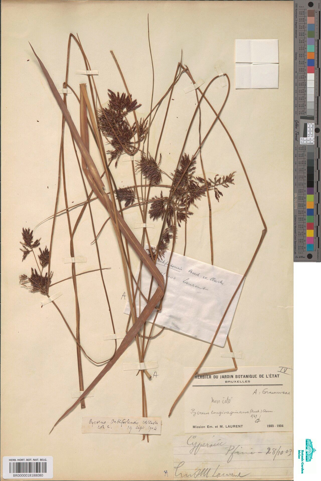 Cyperus longivaginans — houseplant care guide