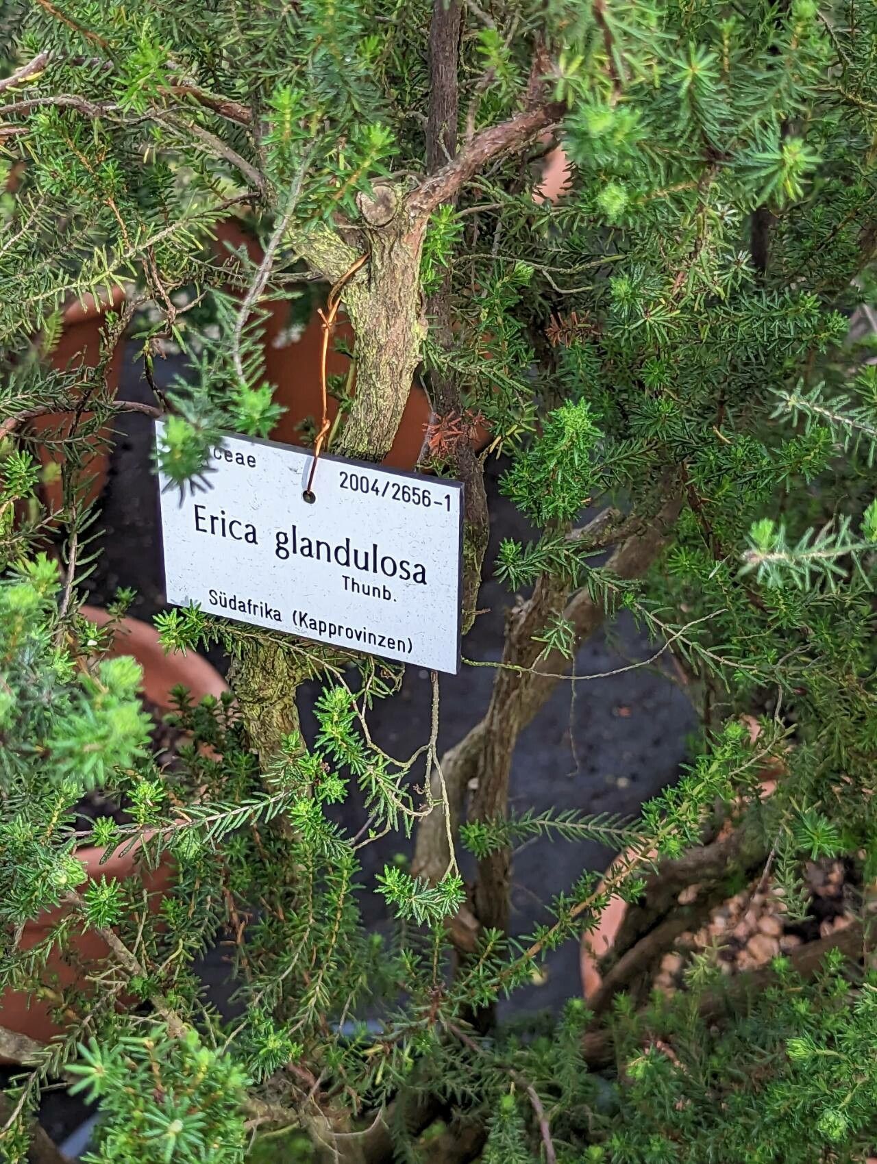 Erica glandulosa bark