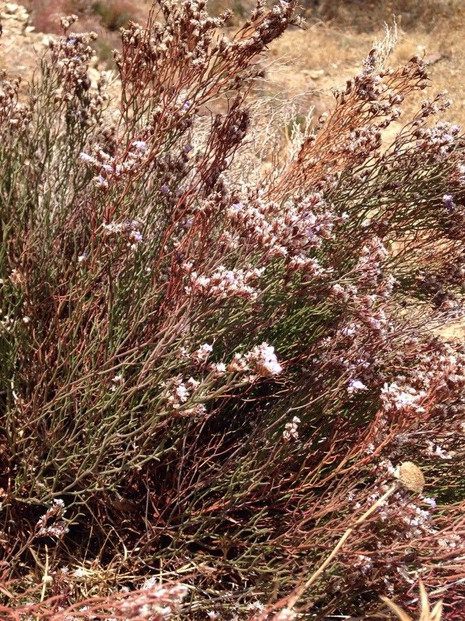 Limonium merxmuelleri — houseplant care guide