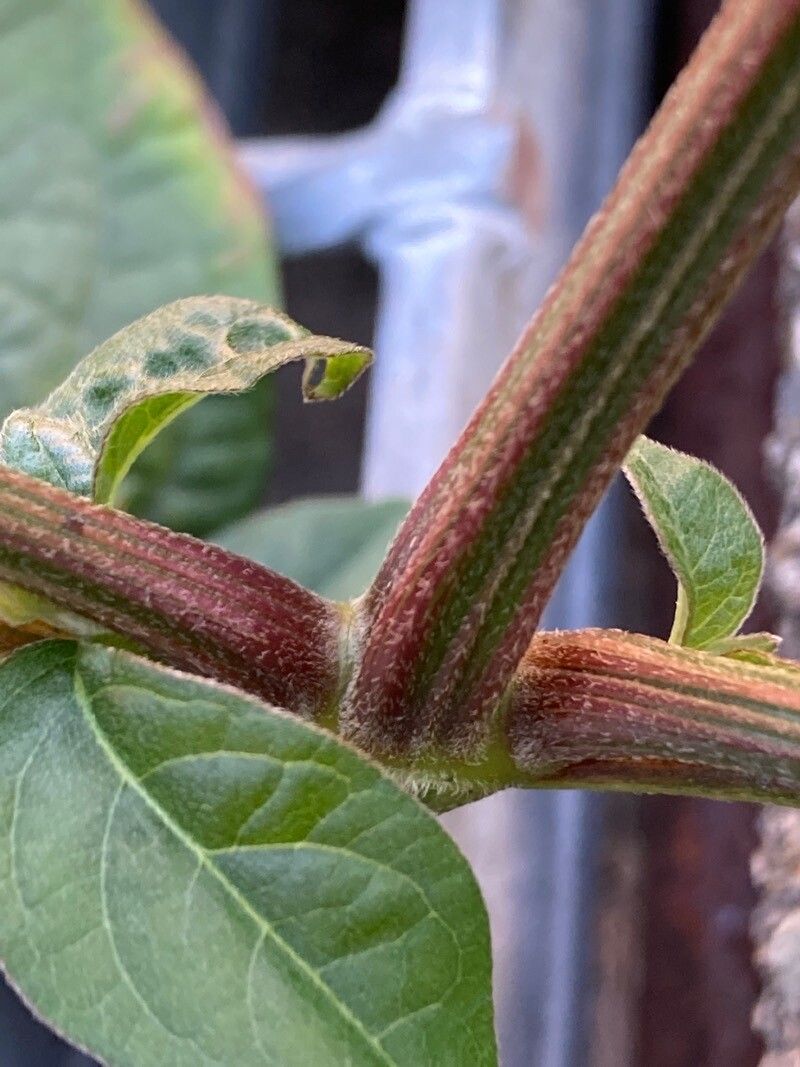 Achyranthes bidentata bark