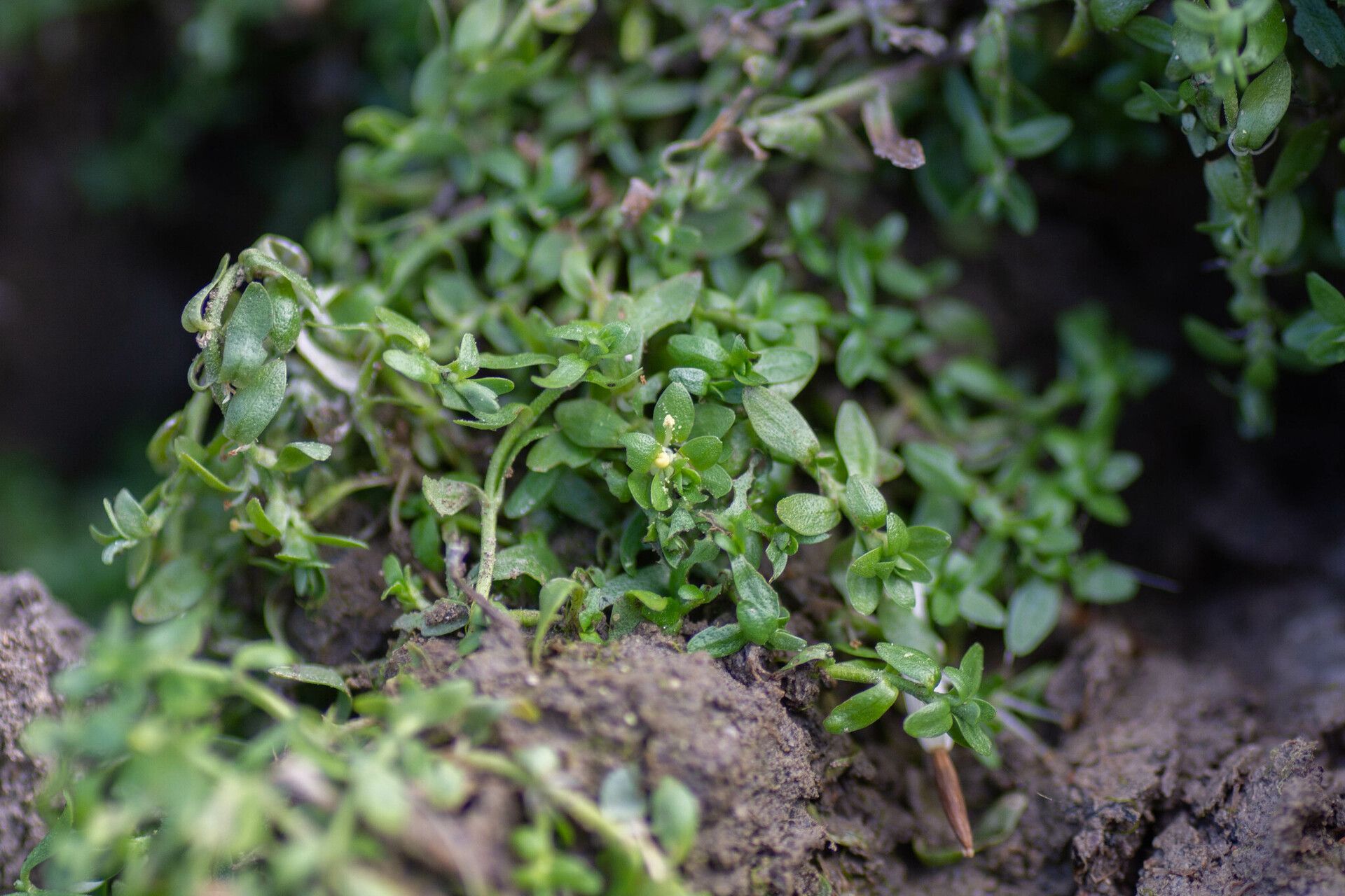 Callitriche cophocarpa flower
