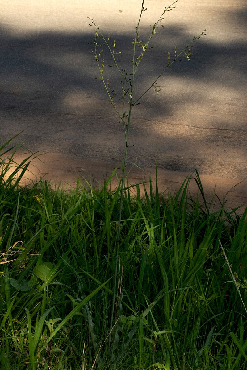 Chlorophytum macrosporum habit