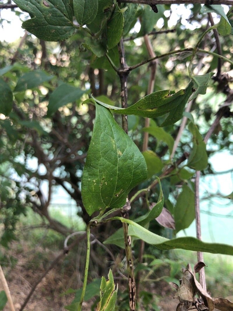 Clematis dioica — search result for 'Clematis'