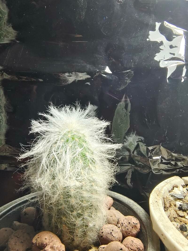 Espostoa melanostele bark