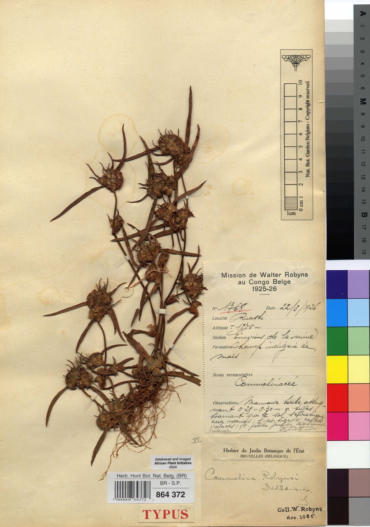 Commelina robynsii — search result for 'Commelina'