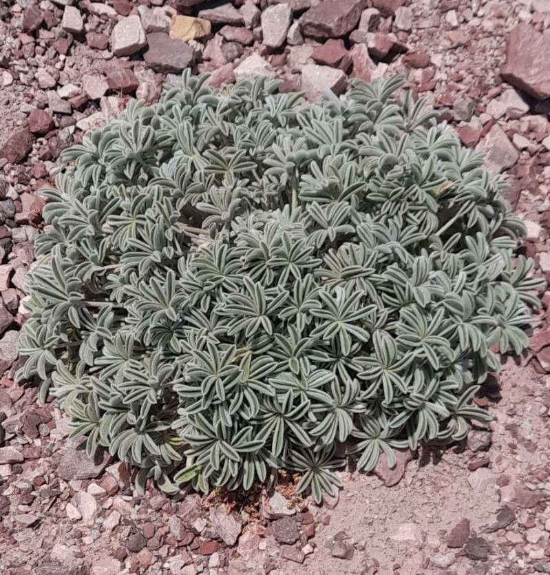 Lupinus andicola habit