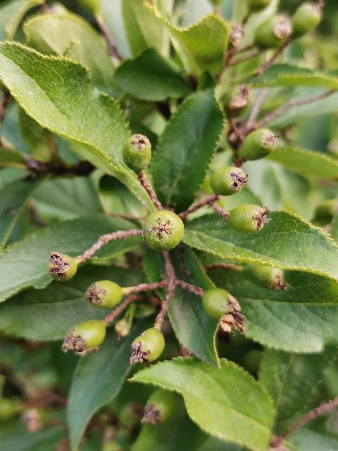 Pourthiaea villosa fruit