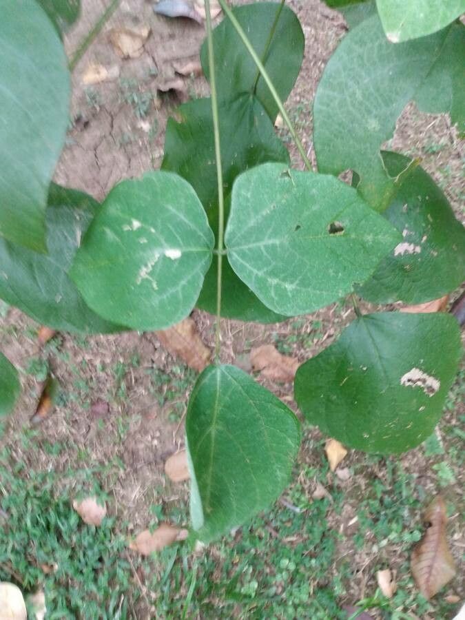 Erythrina similis — search result for 'Erythrina'