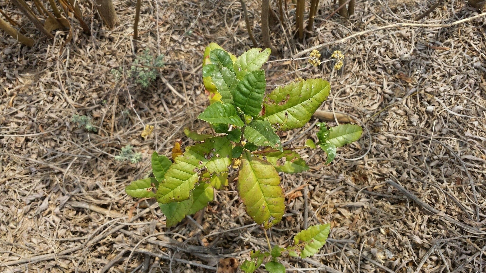 Nuxia sphaerocephala — houseplant care guide