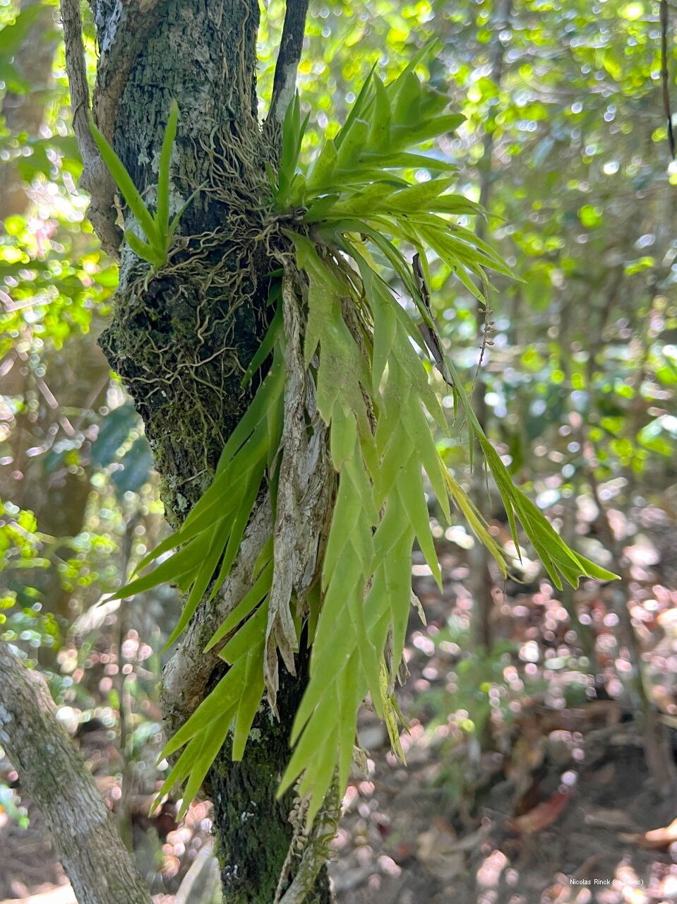 Oberonia equitans — related species from the same genus