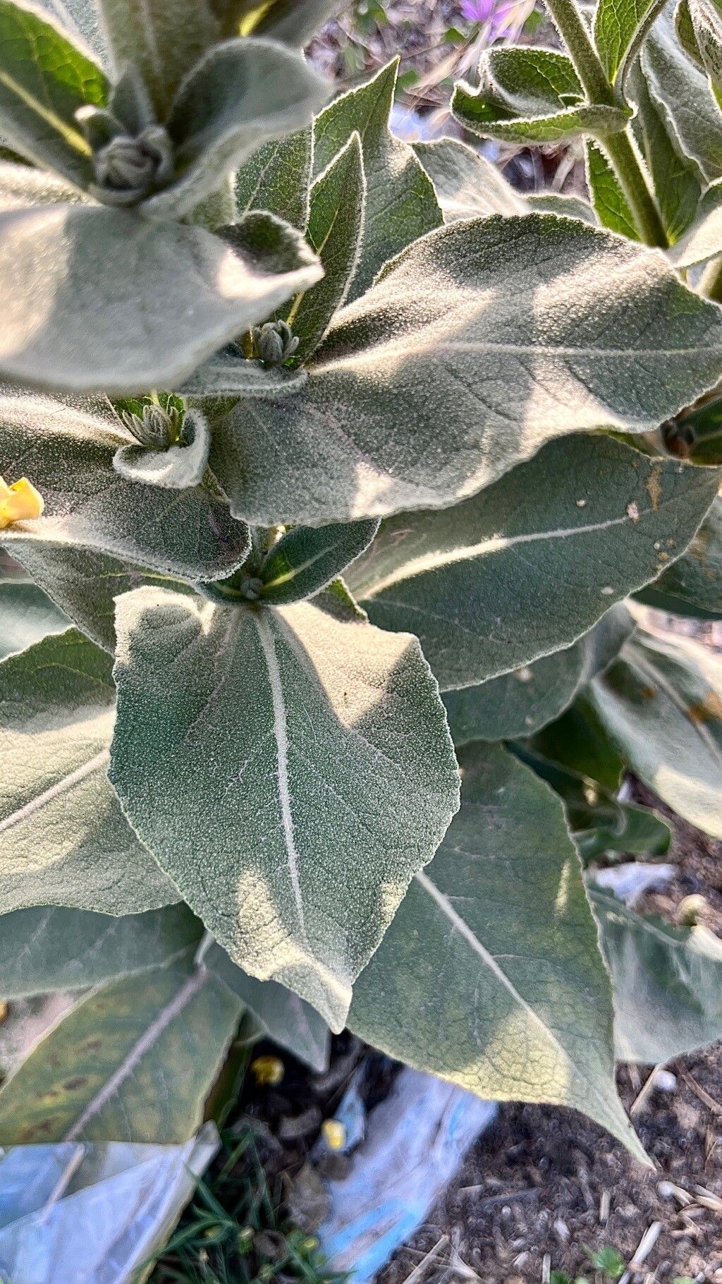 Verbascum dentifolium — search result for 'Verbascum'