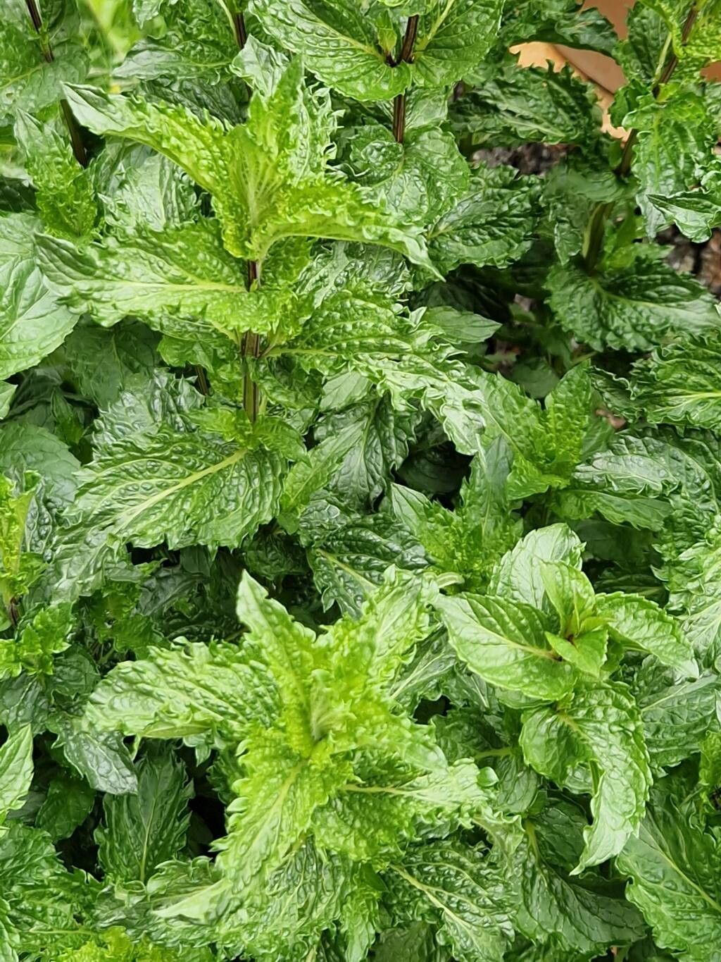 Mentha × carinthiaca habit