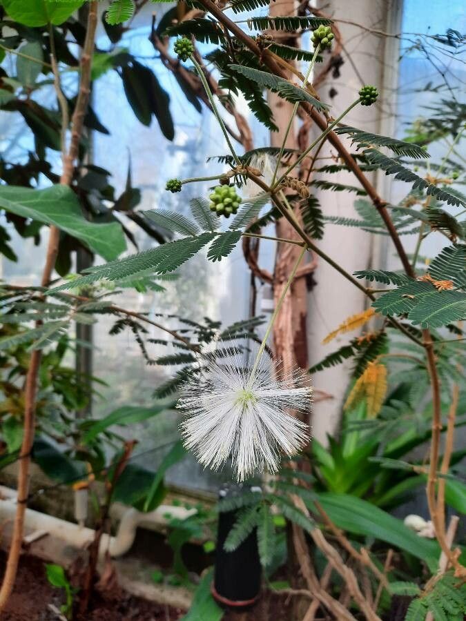 Zapoteca portoricensis flower