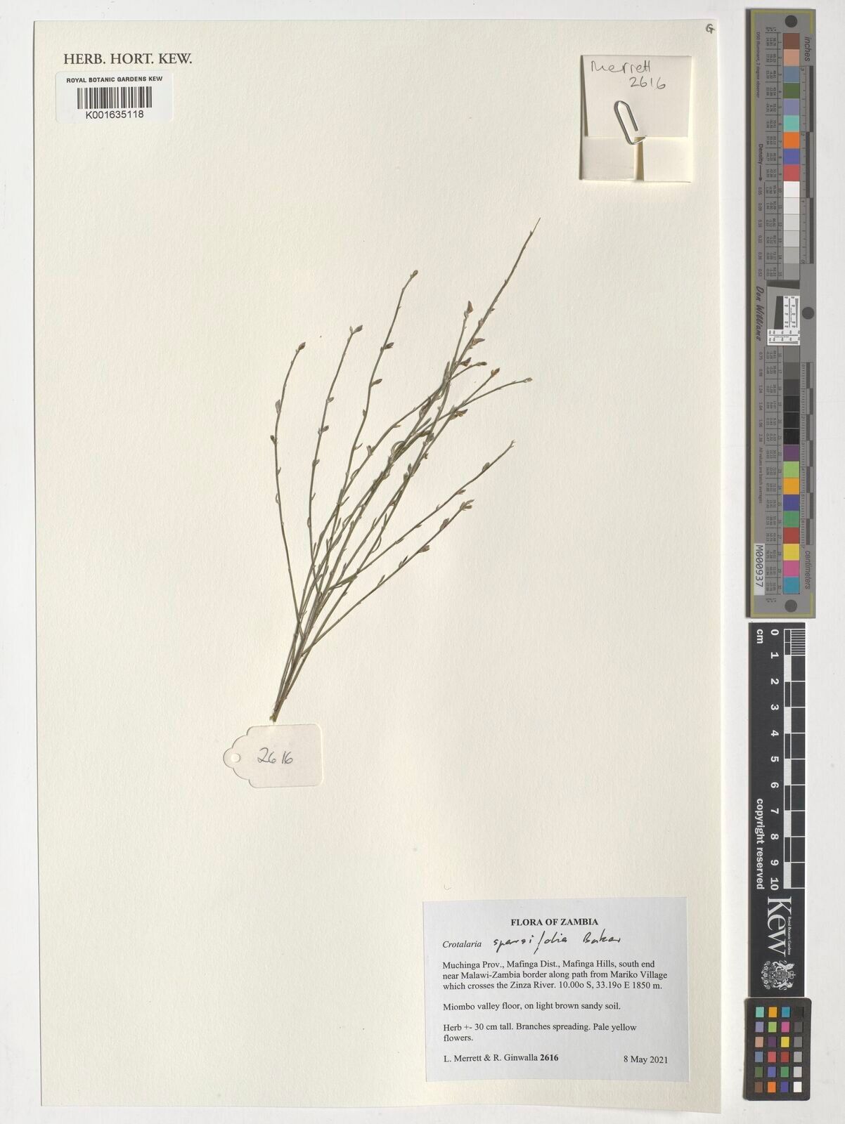 Crotalaria sparsifolia — houseplant care guide