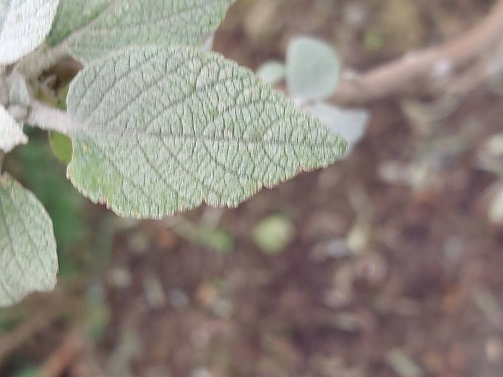 Colquhounia vestita leaf