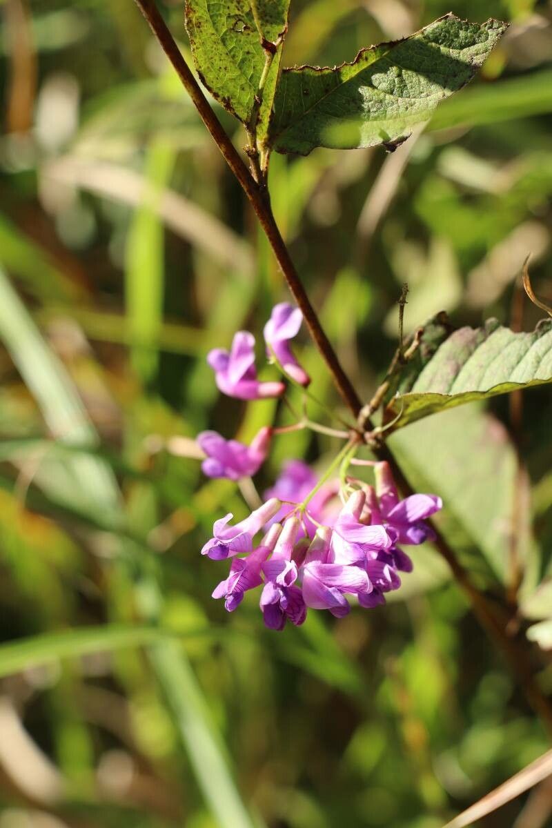 Vicia unijuga — houseplant care guide