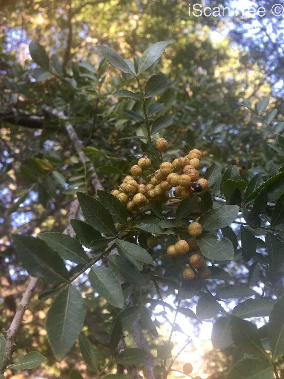 Zanthoxylum capense fruit