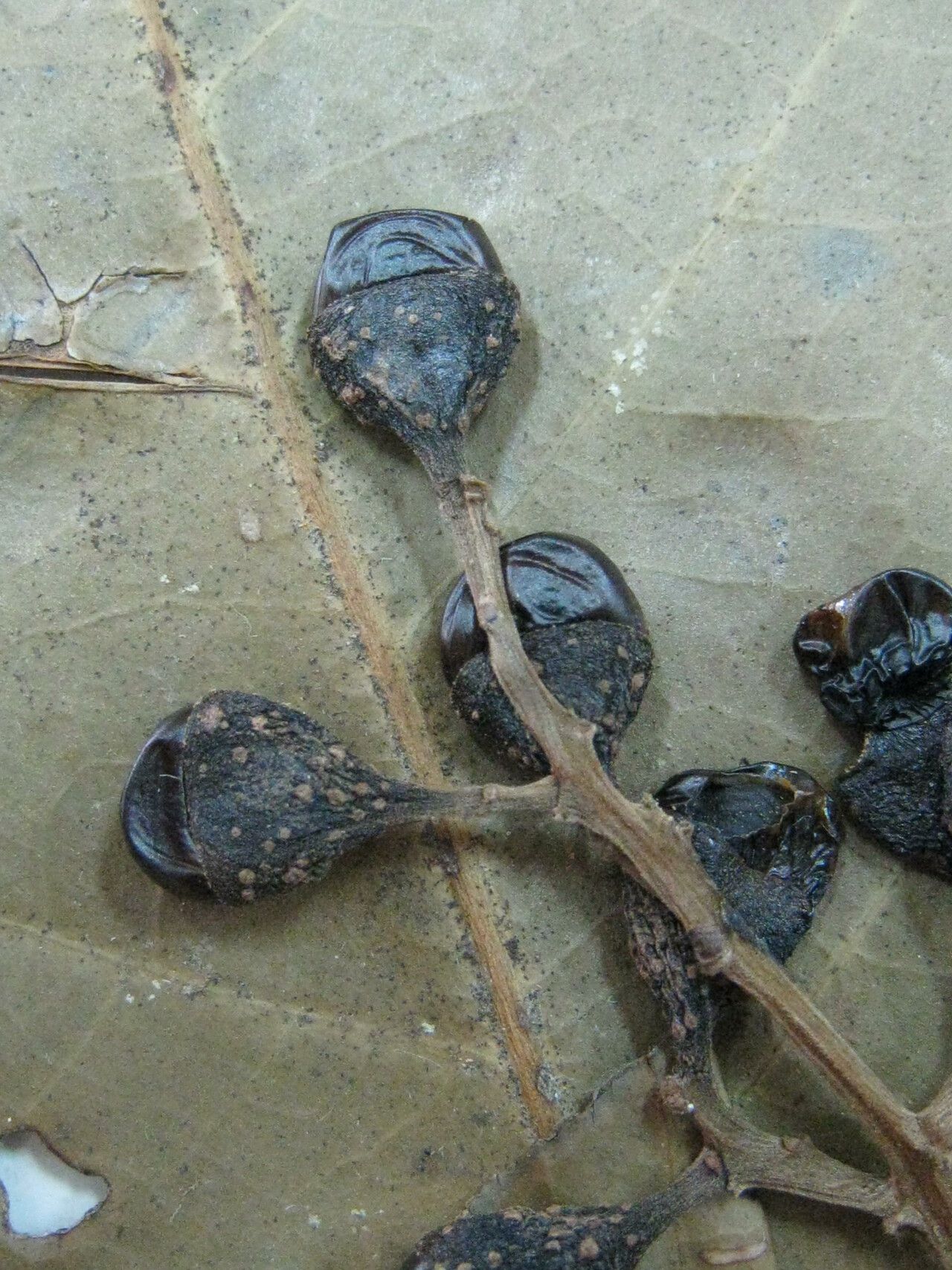 Ocotea leucoxylon other