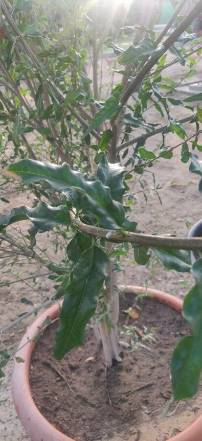 Tecomella undulata leaf