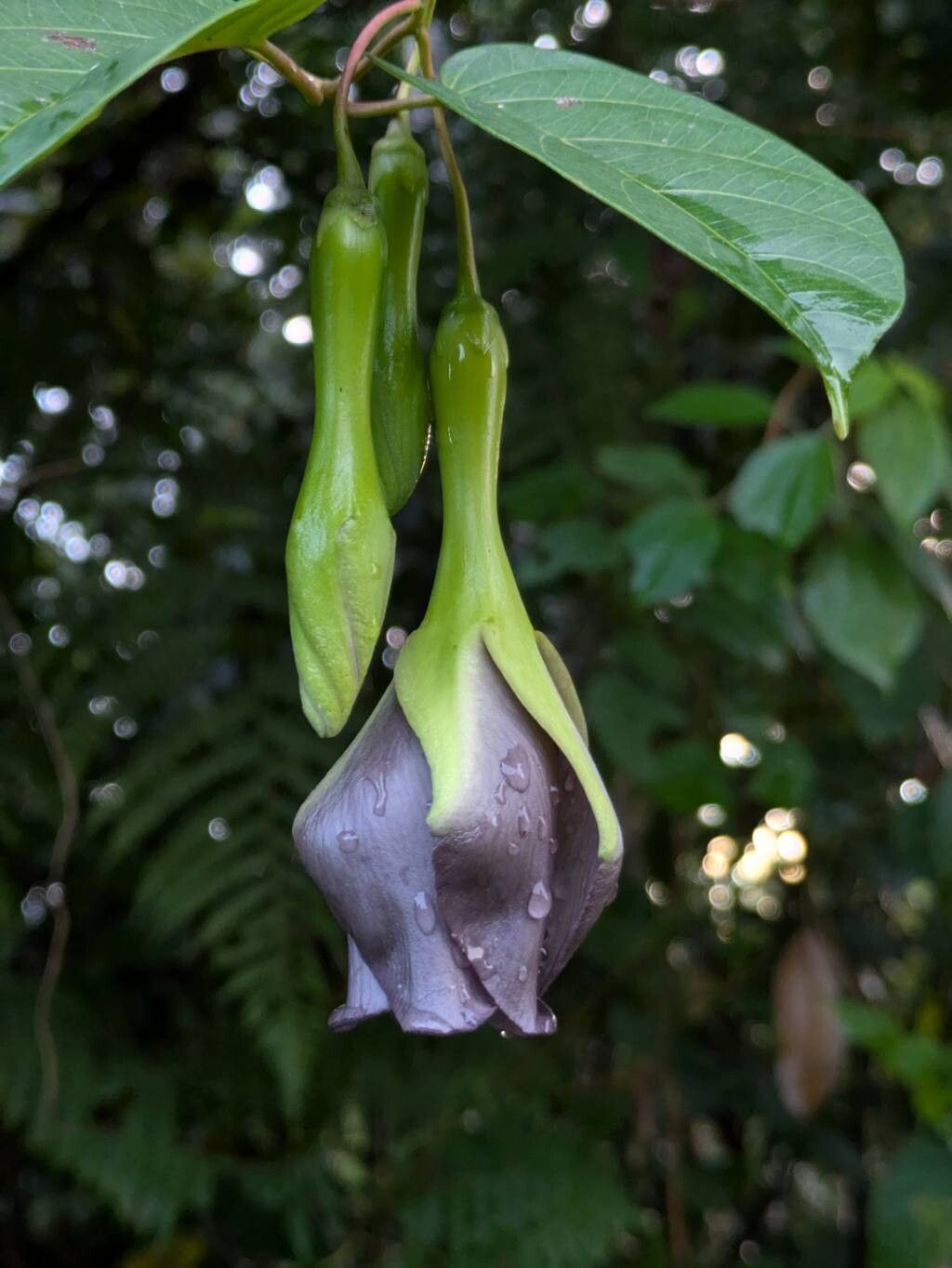 Mandevilla veraguasensis — houseplant care guide