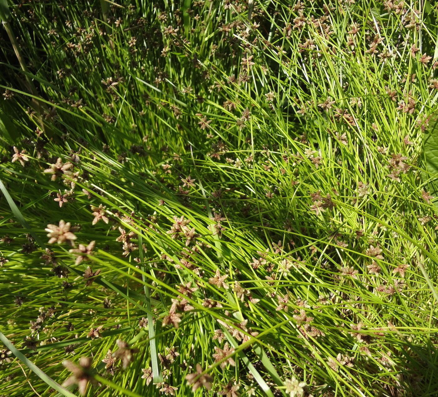 Isolepis costata habit
