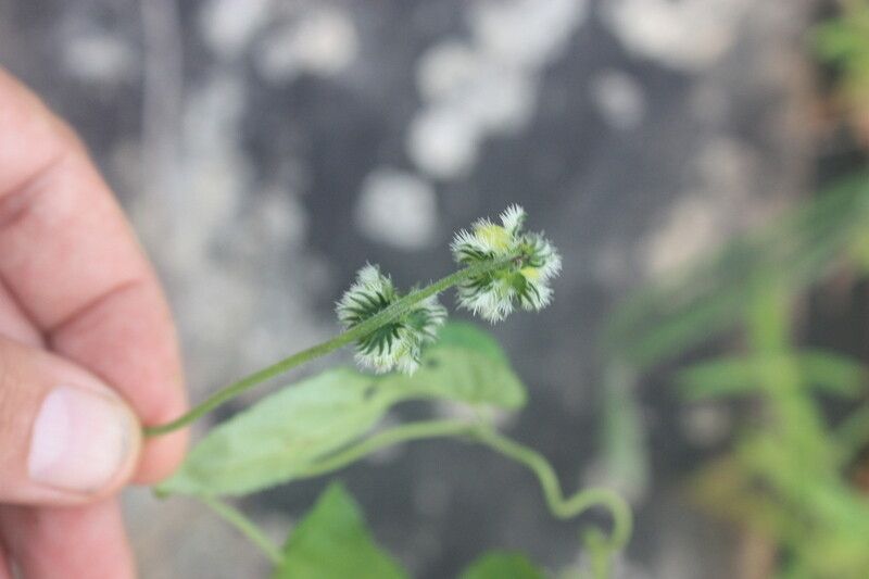 Tragia vogelii — houseplant care guide