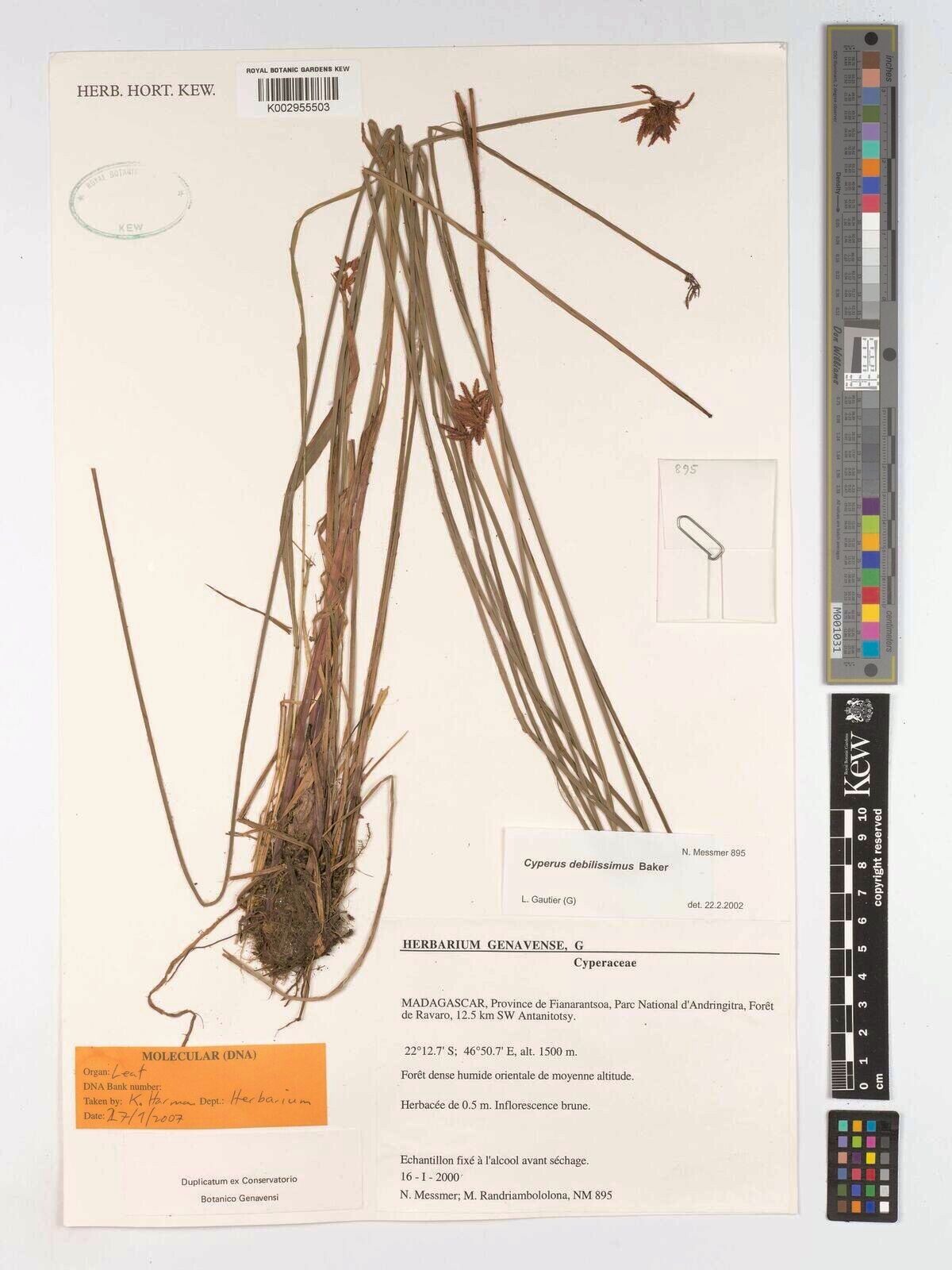 Cyperus debilissimus — houseplant care guide