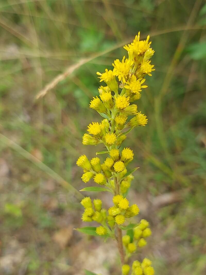 Solidago puberula flower