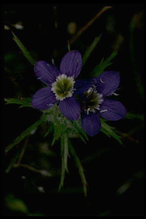 Navarretia viscidula — search result for 'Navarretia'