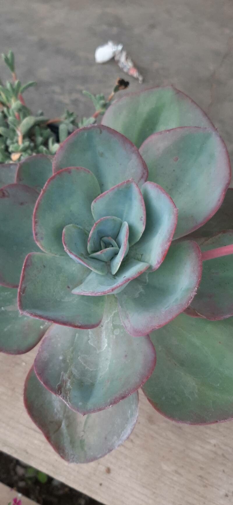 Echeveria rubromarginata leaf